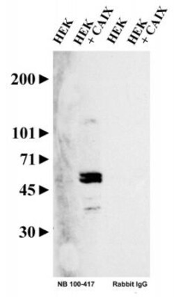 Carbonic Anhydrase IX/CA9 Antibody, HRP, Novus Biologicals 0.1 mL | Buy Online | Novus Biologicals | Fisher Scientific